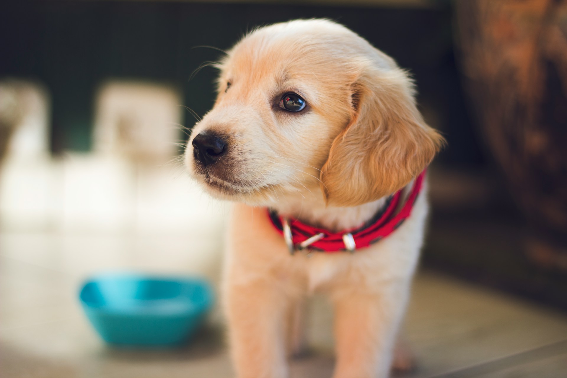 Common Myths About Pet Insurance Debunked 2024