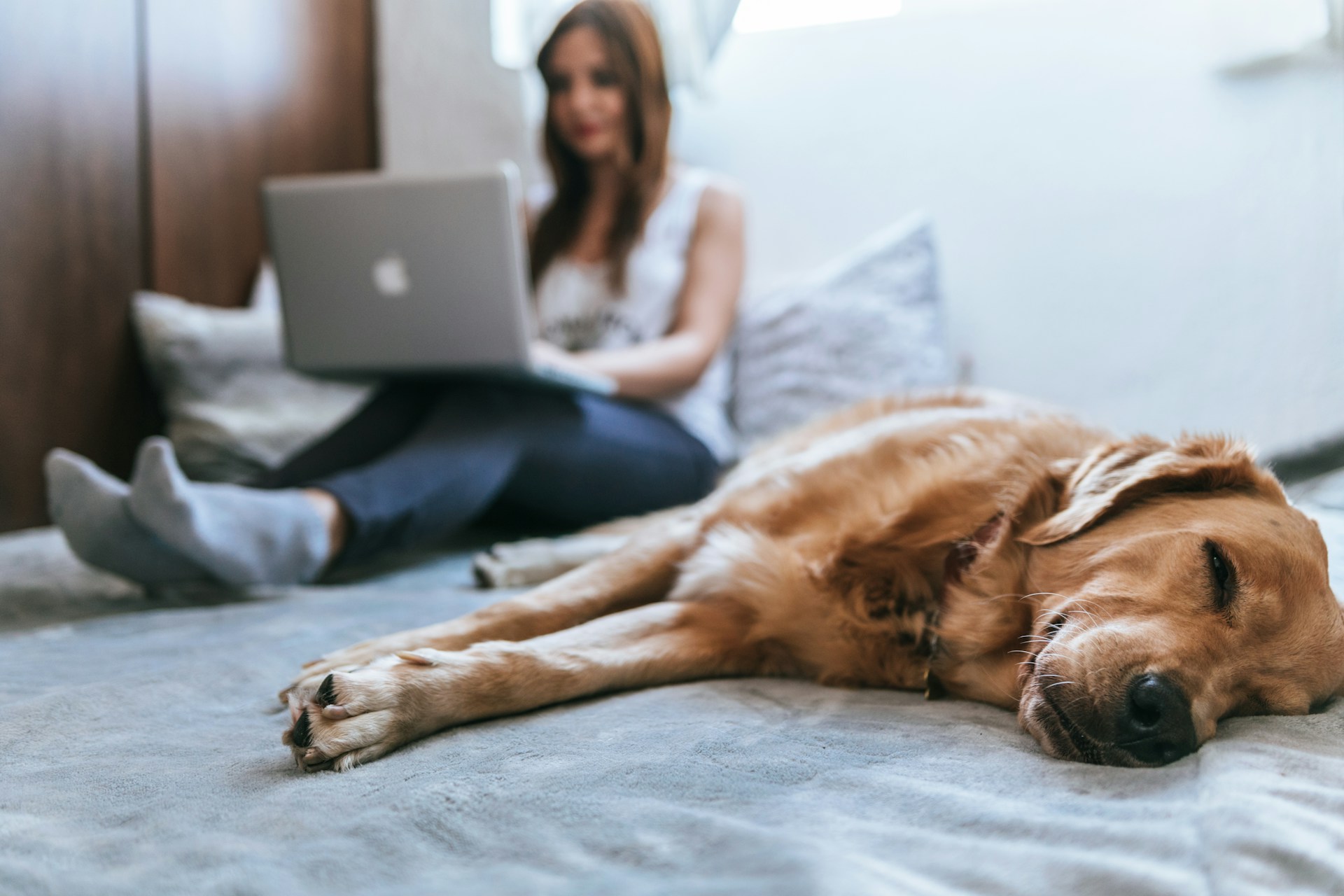 The Basics of Pet Insurance: What it Covers and How it Works